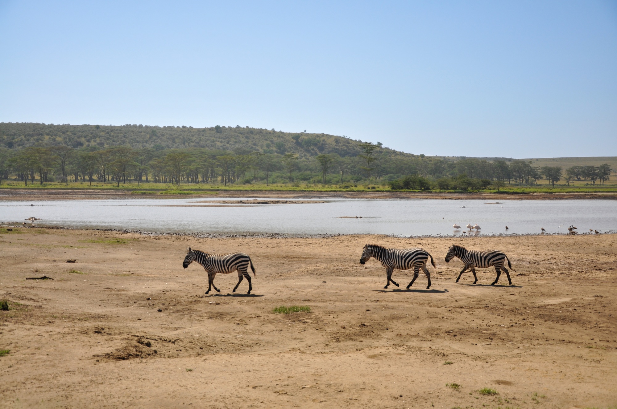 découverte Tanzanie